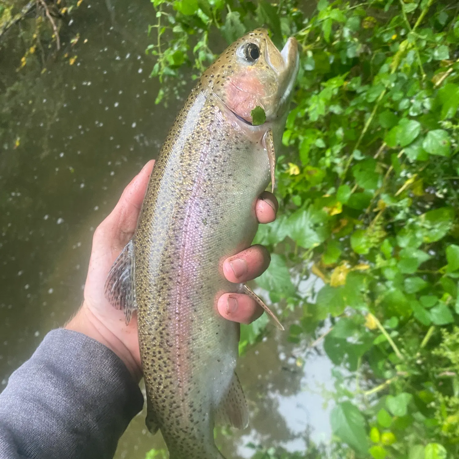 Rainbow trout caught on Fishbrain
