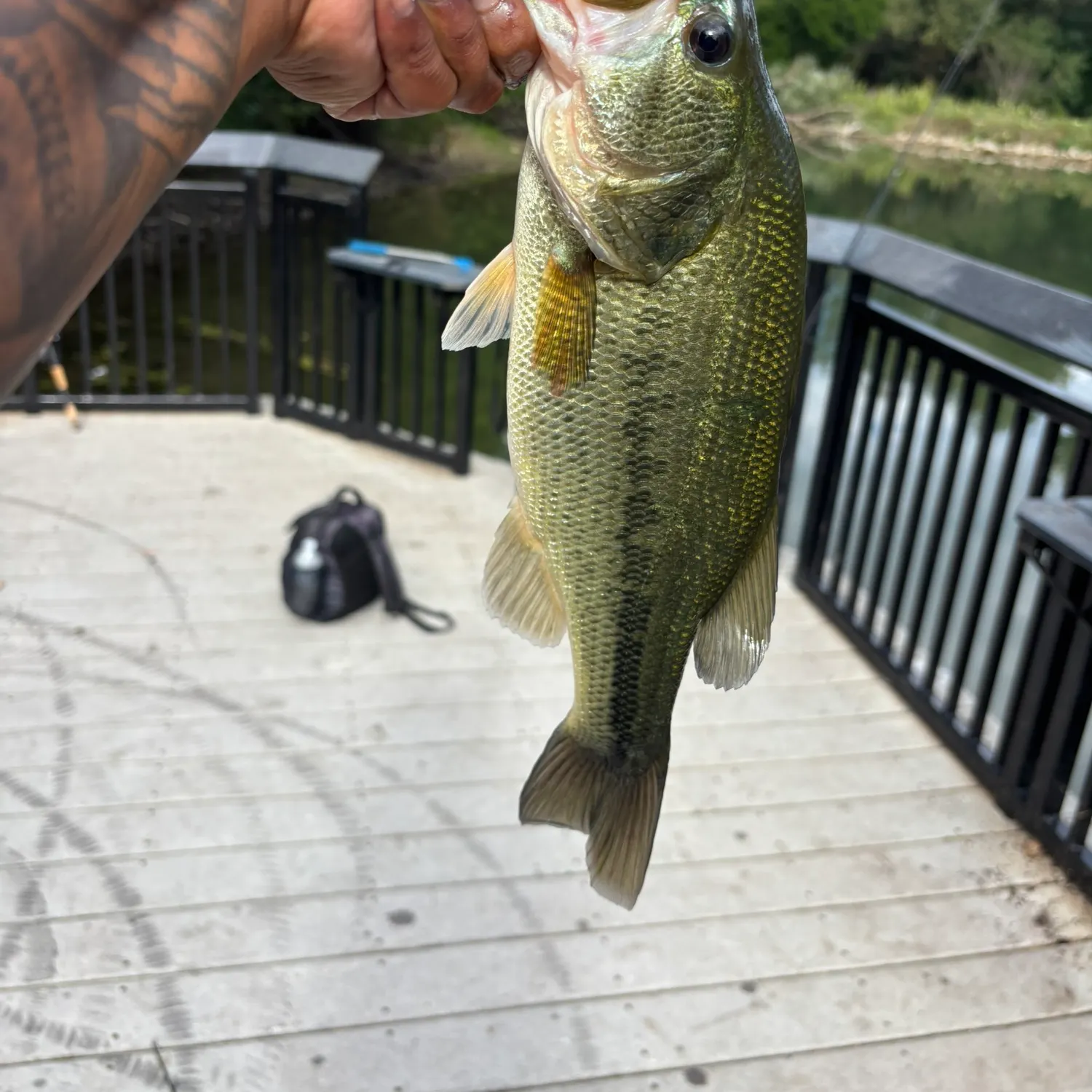Largemouth bass caught on Fishbrain