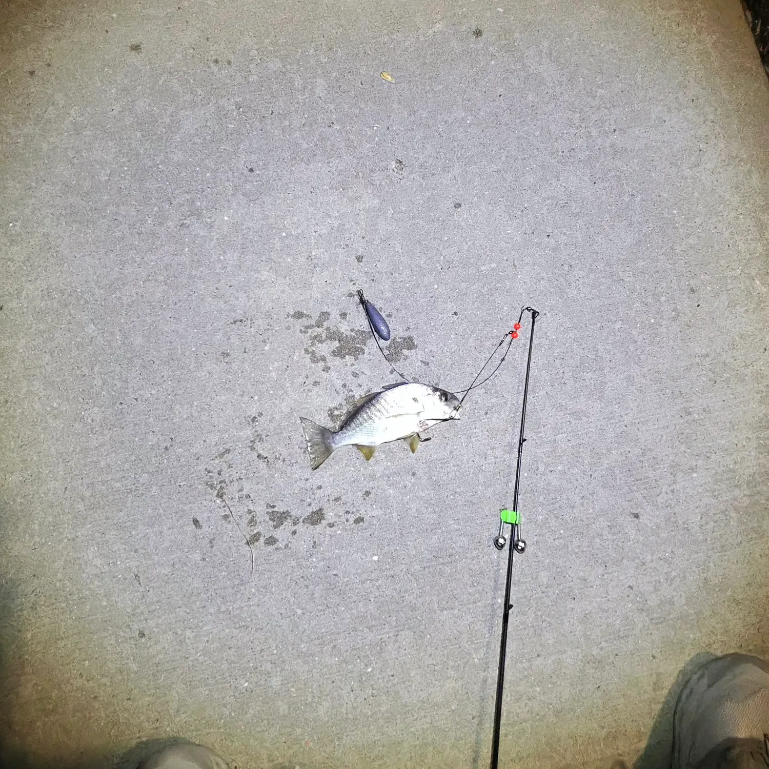 Silver perch caught on Fishbrain