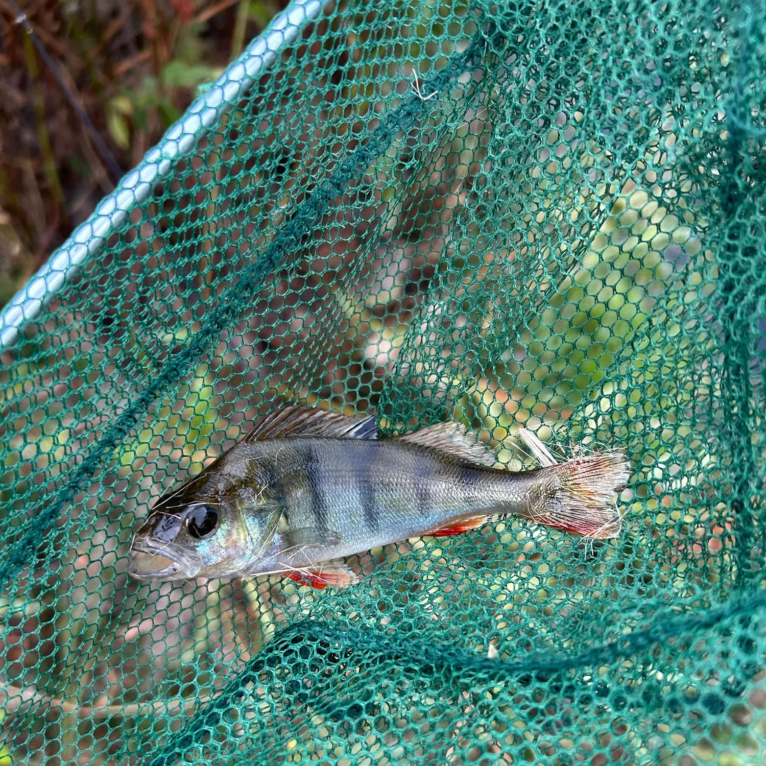 European perch caught on Fishbrain