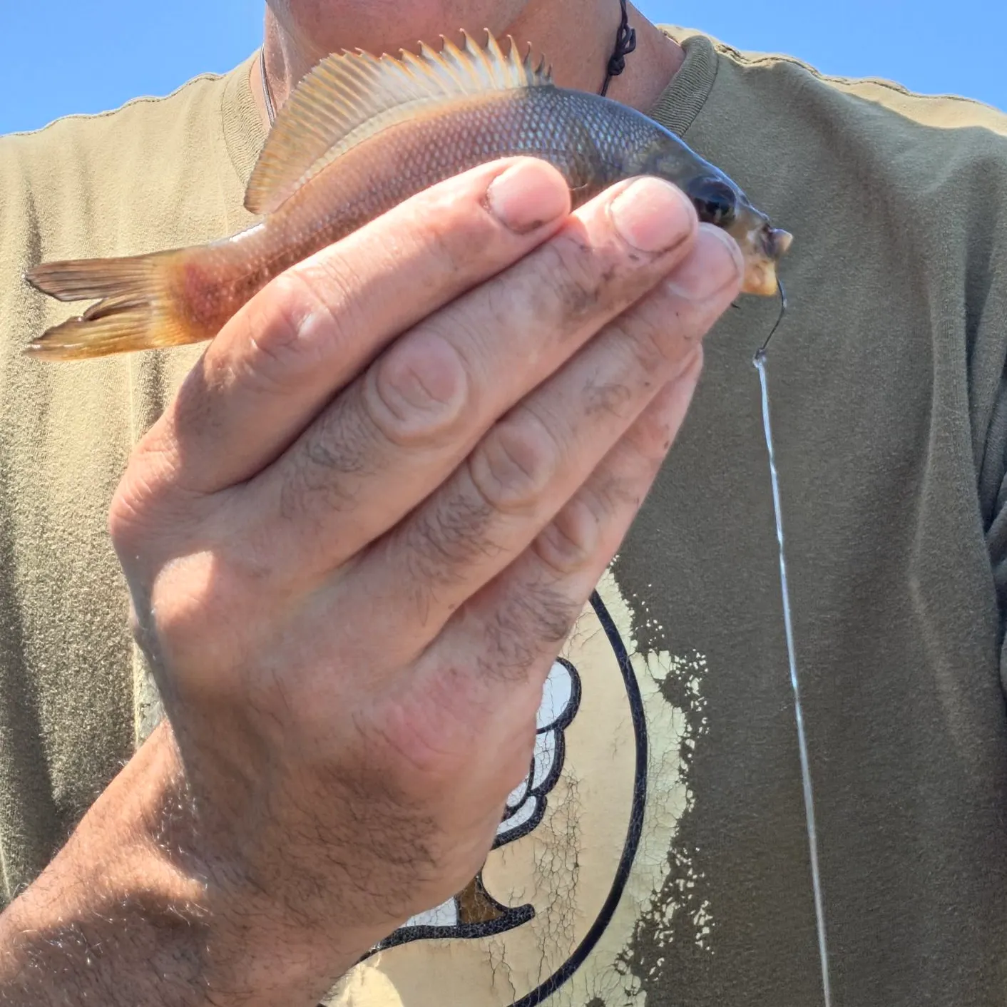 The most recent Black perch catches on Fishbrain