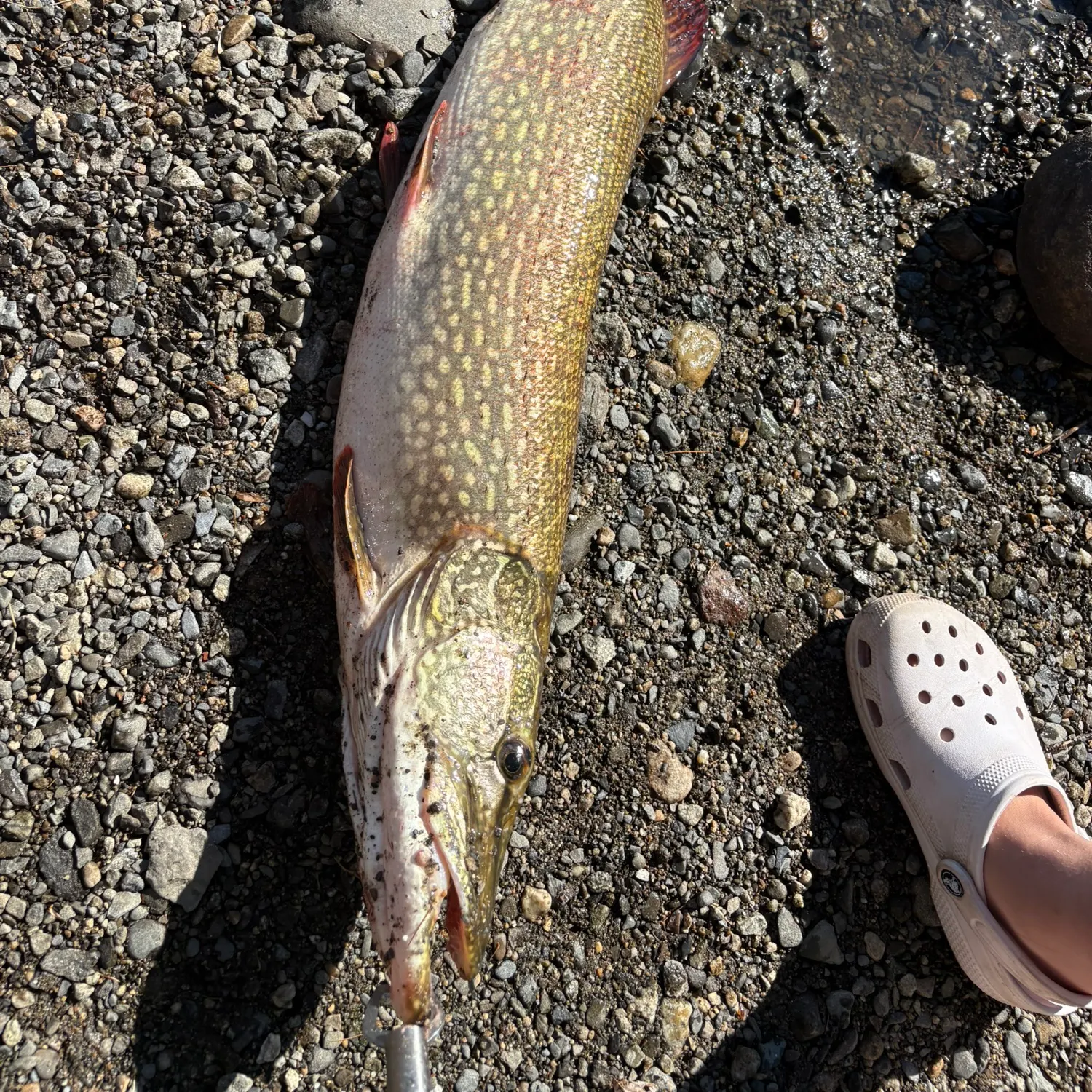 Northern pike caught on Fishbrain