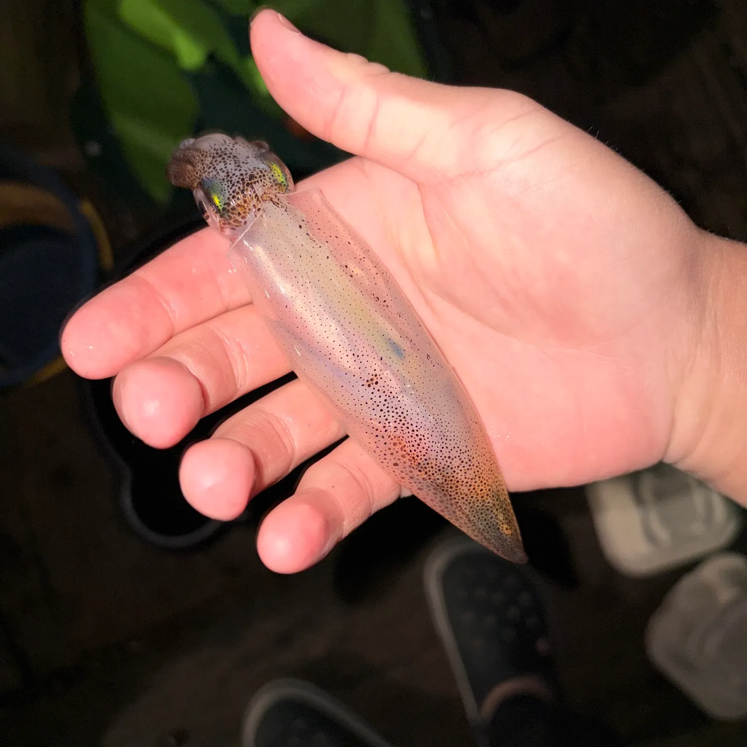 Market squid caught on Fishbrain