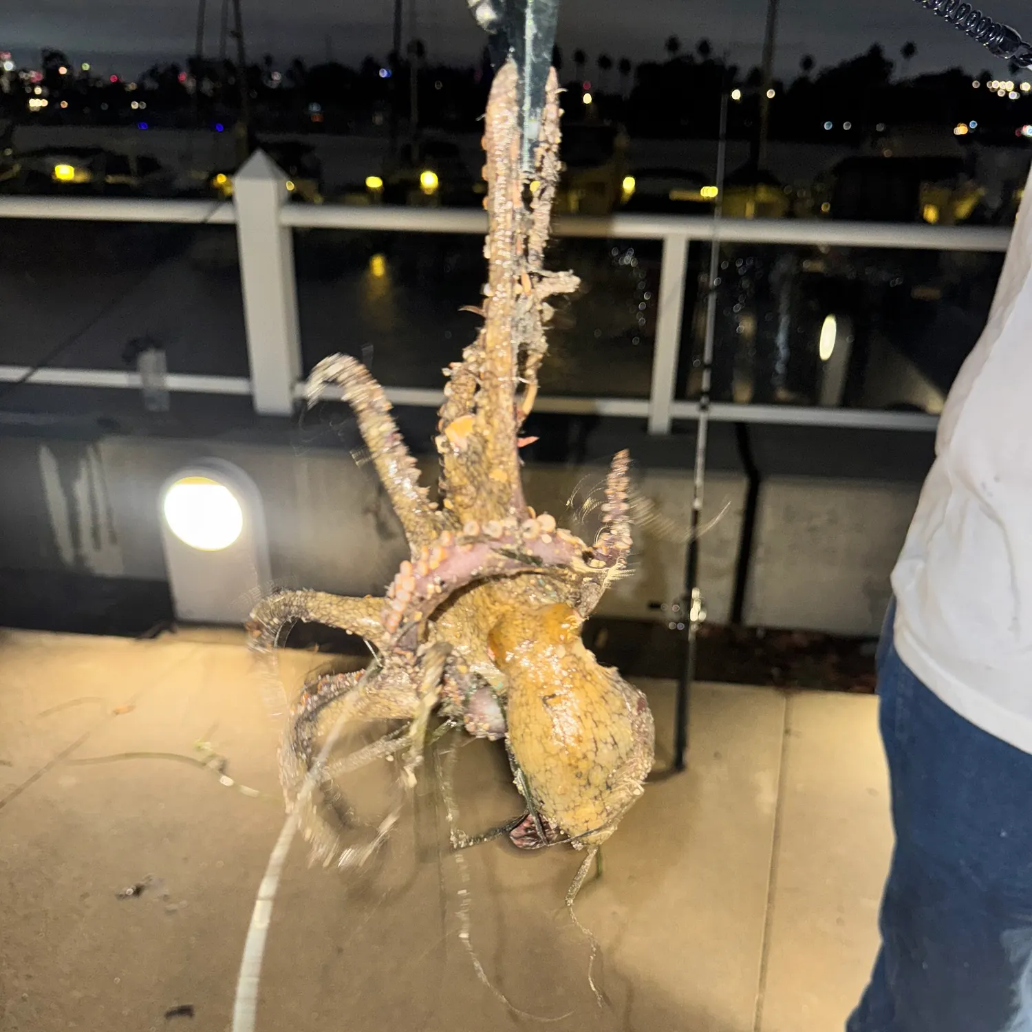 California two-spot octopus caught on Fishbrain