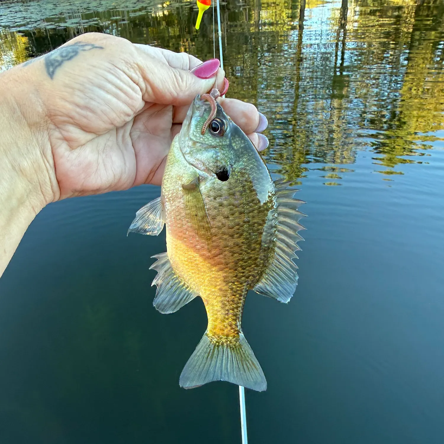 Bluegill caught on Fishbrain