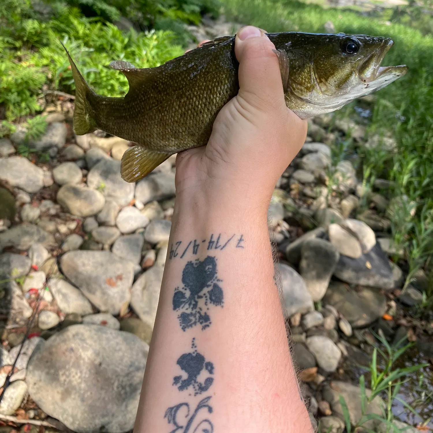 Smallmouth bass caught on Fishbrain