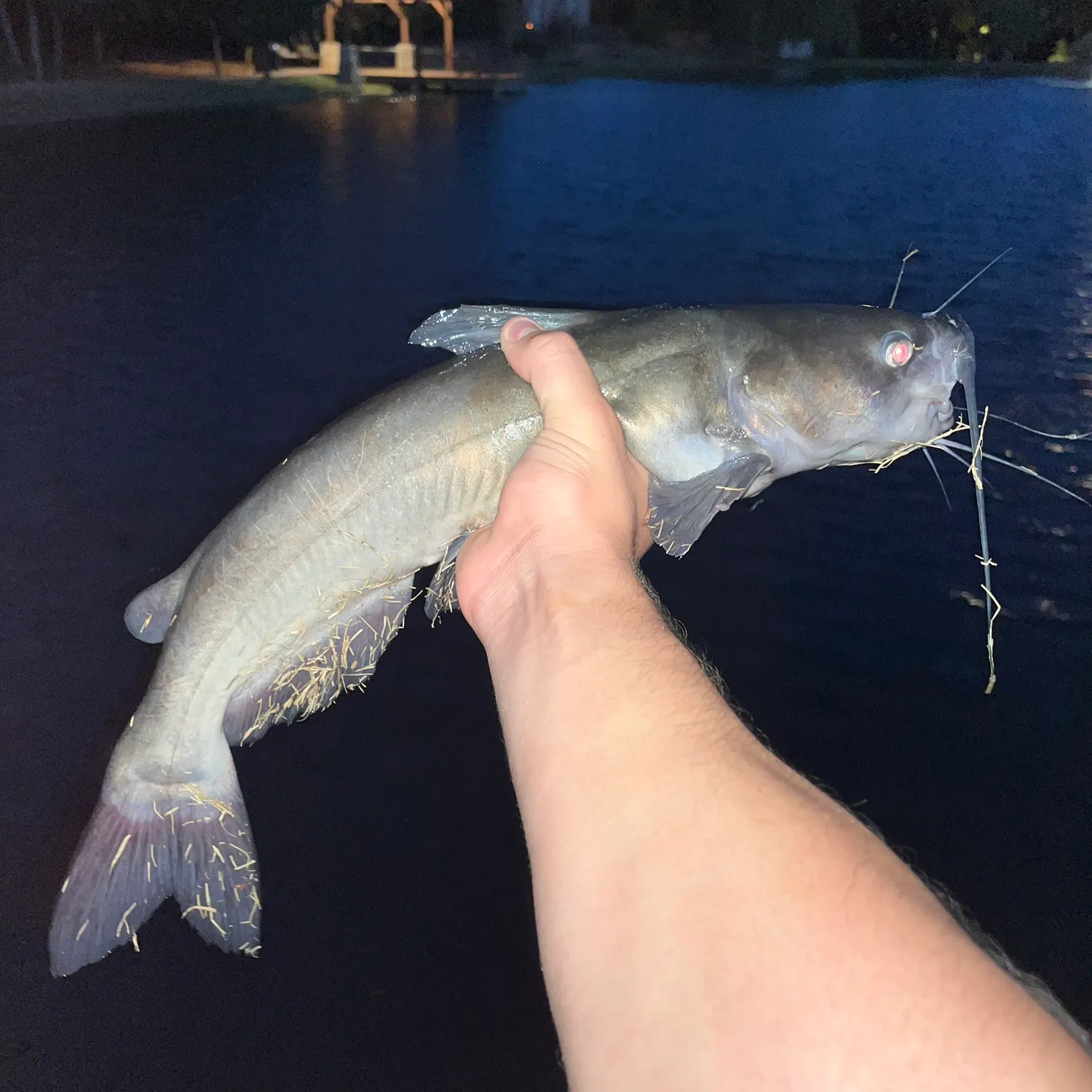 Channel catfish caught on Fishbrain