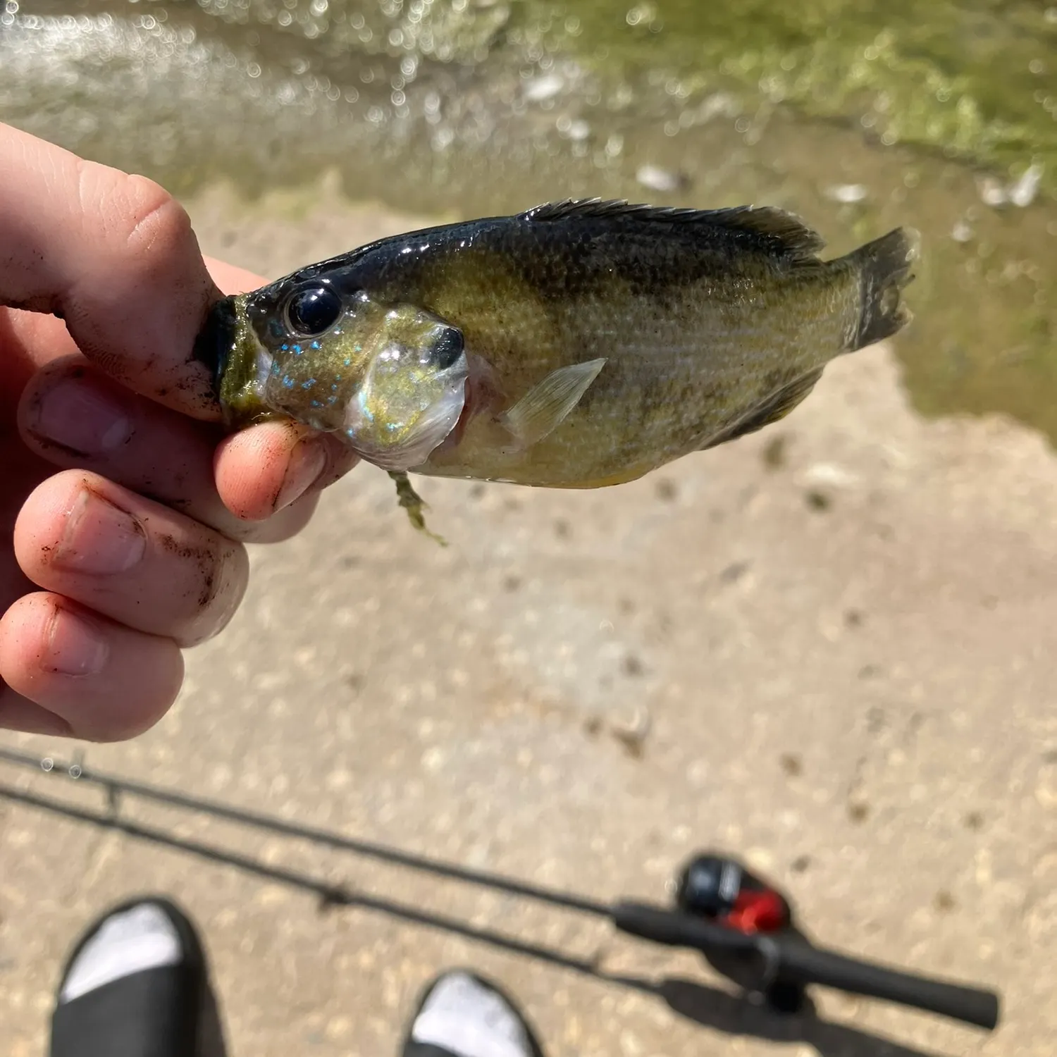 Bluegill caught on Fishbrain