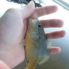 Green sunfish caught on Fishbrain