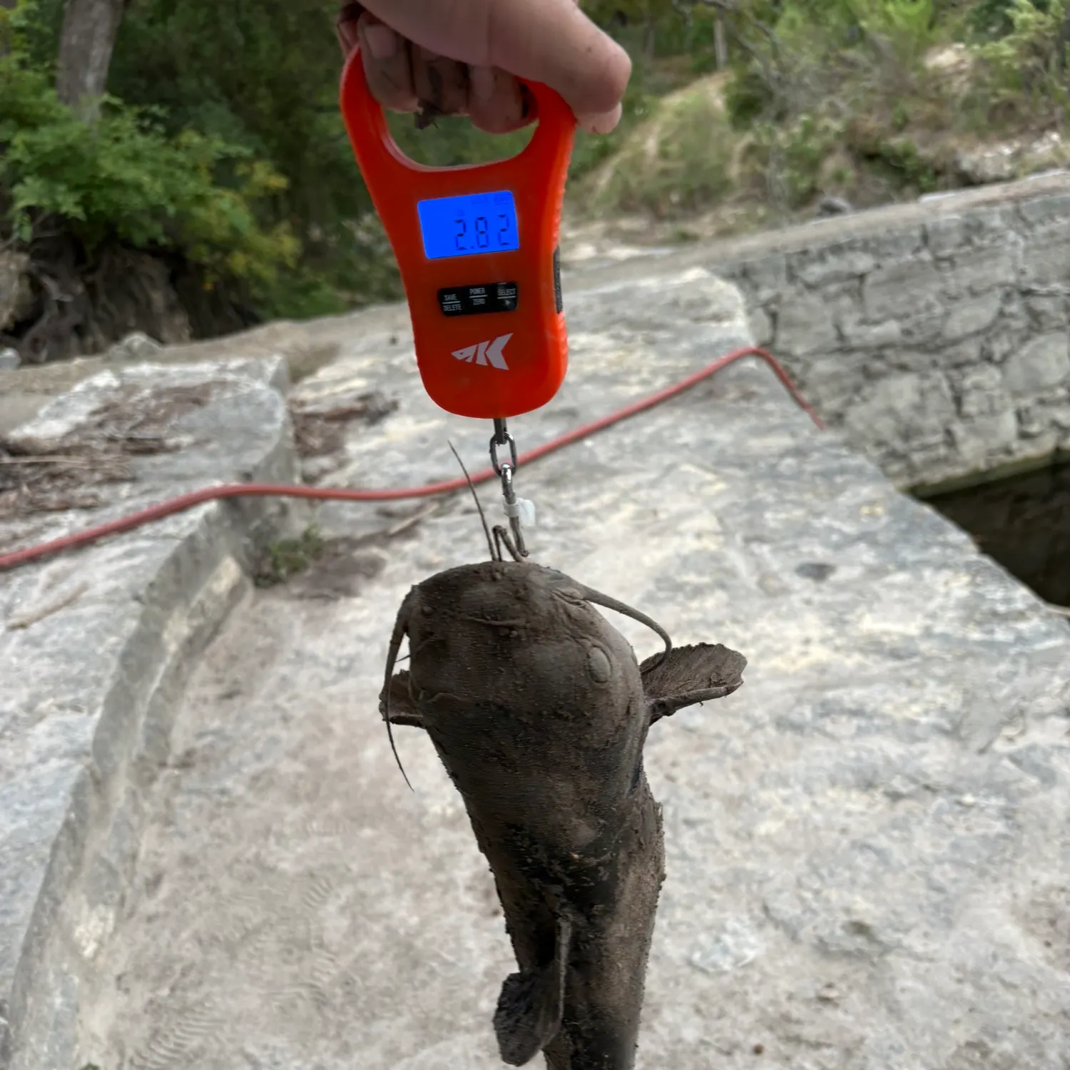 Channel catfish caught on Fishbrain