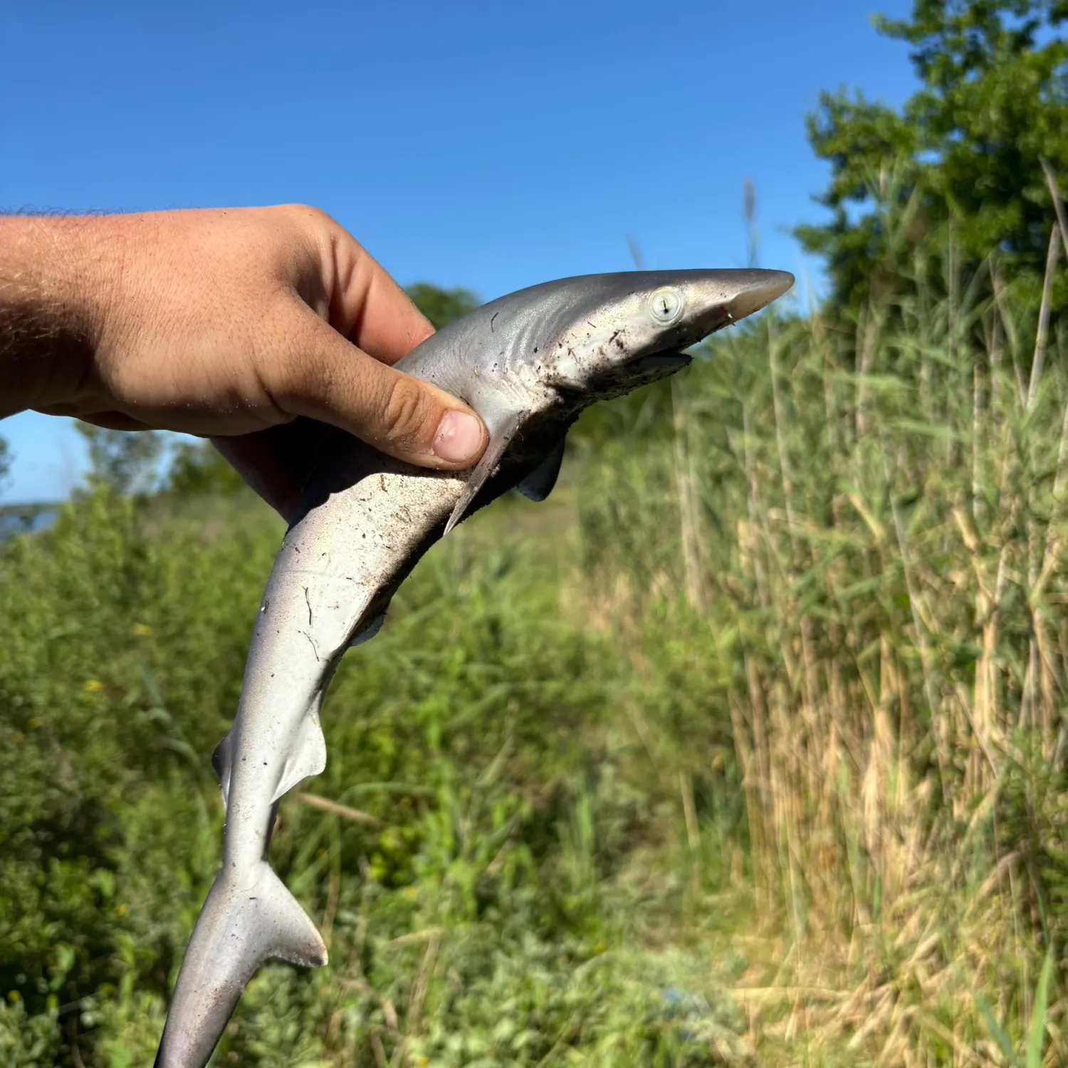Sandbar shark caught on Fishbrain