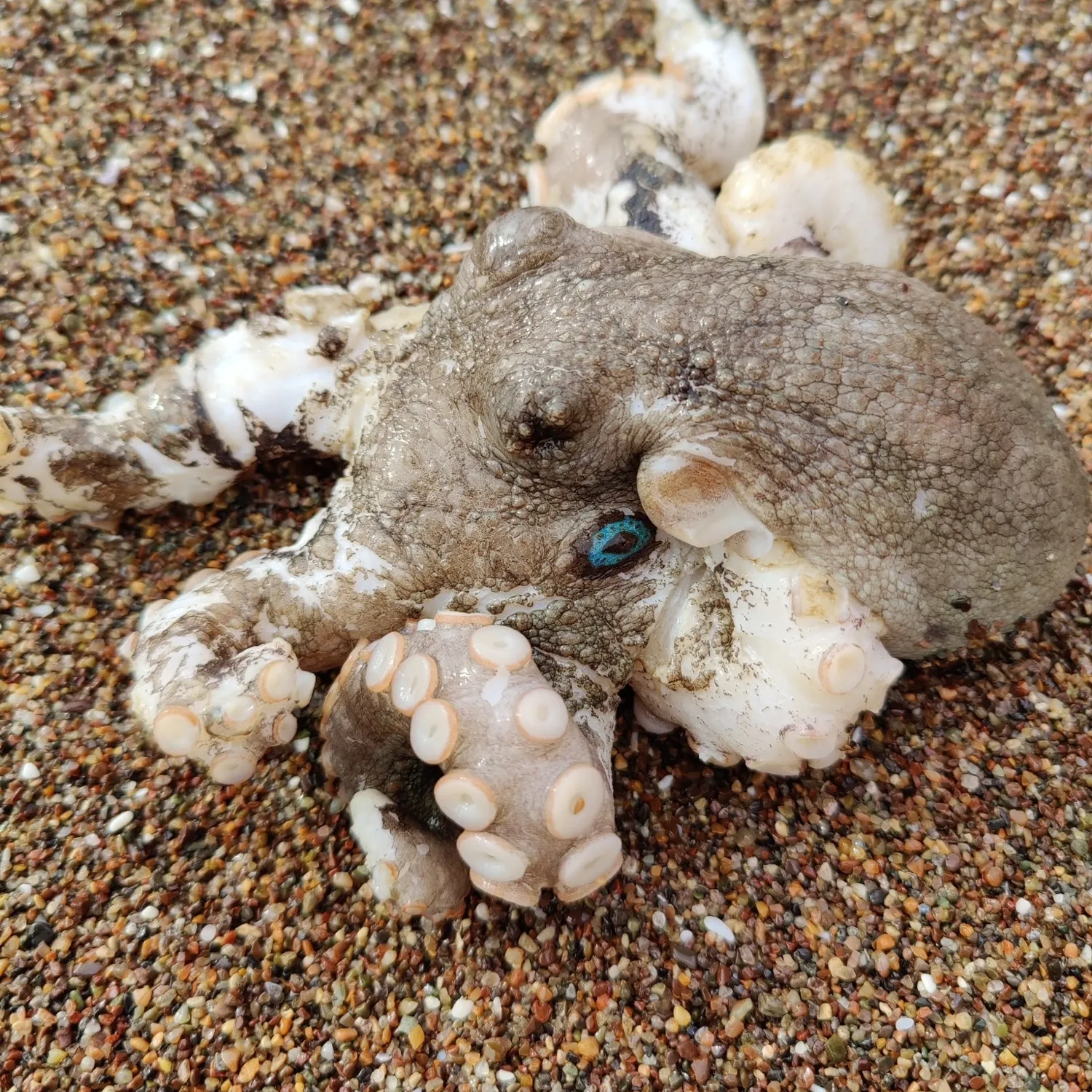 The most recent California two-spot octopus catches on Fishbrain