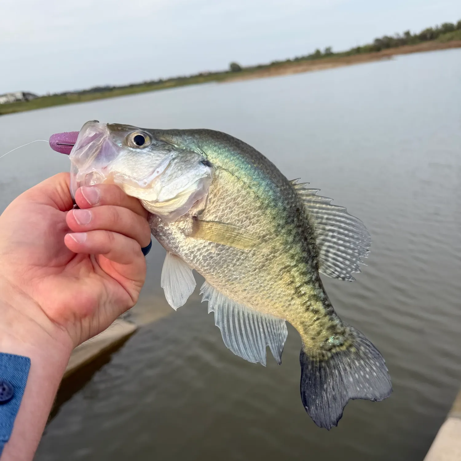 White crappie caught on Fishbrain