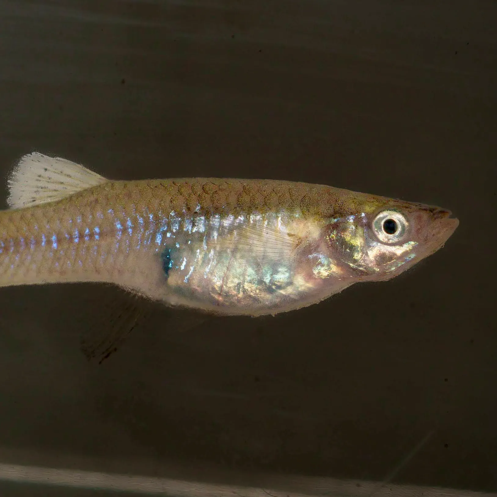 Western mosquitofish caught on Fishbrain