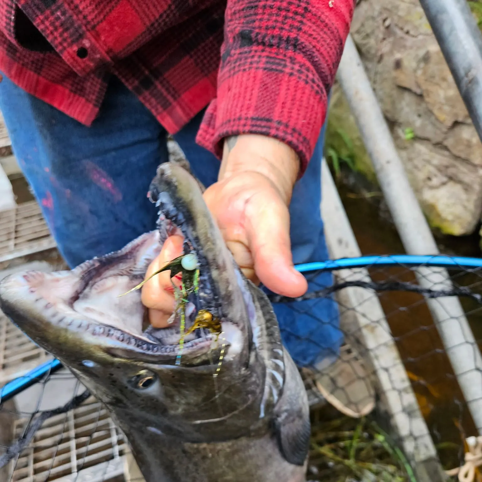 Chinook salmon caught on Fishbrain