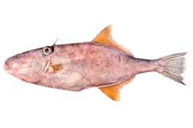 Chinaman-leatherjacket