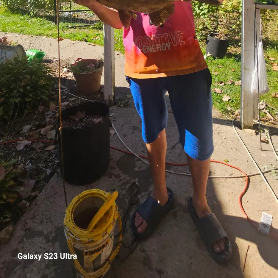 Coho salmon caught on Fishbrain