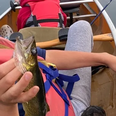 Walleye caught on Fishbrain