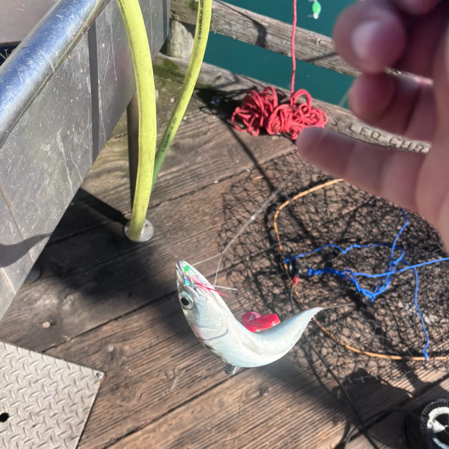 The most recent Pacific chub mackerel catches on Fishbrain