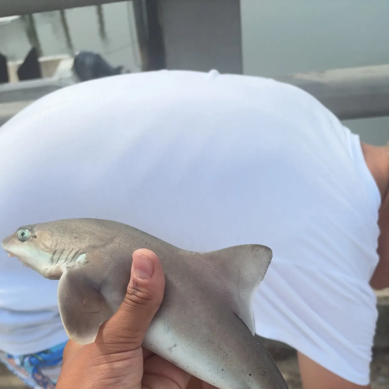 Dusky smooth-hound caught on Fishbrain