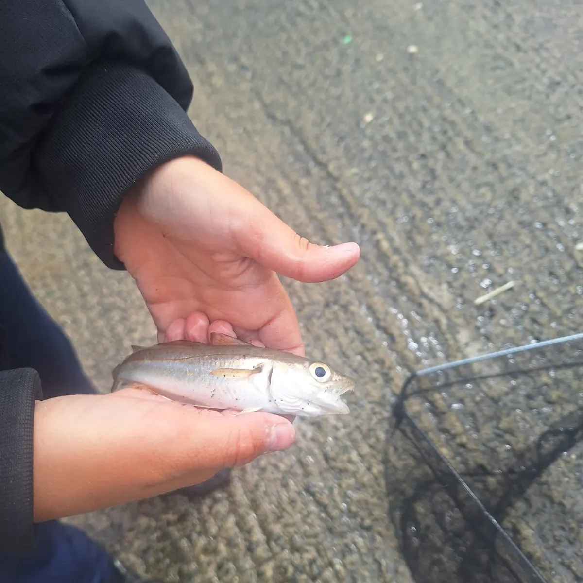 The most recent Whiting catches on Fishbrain