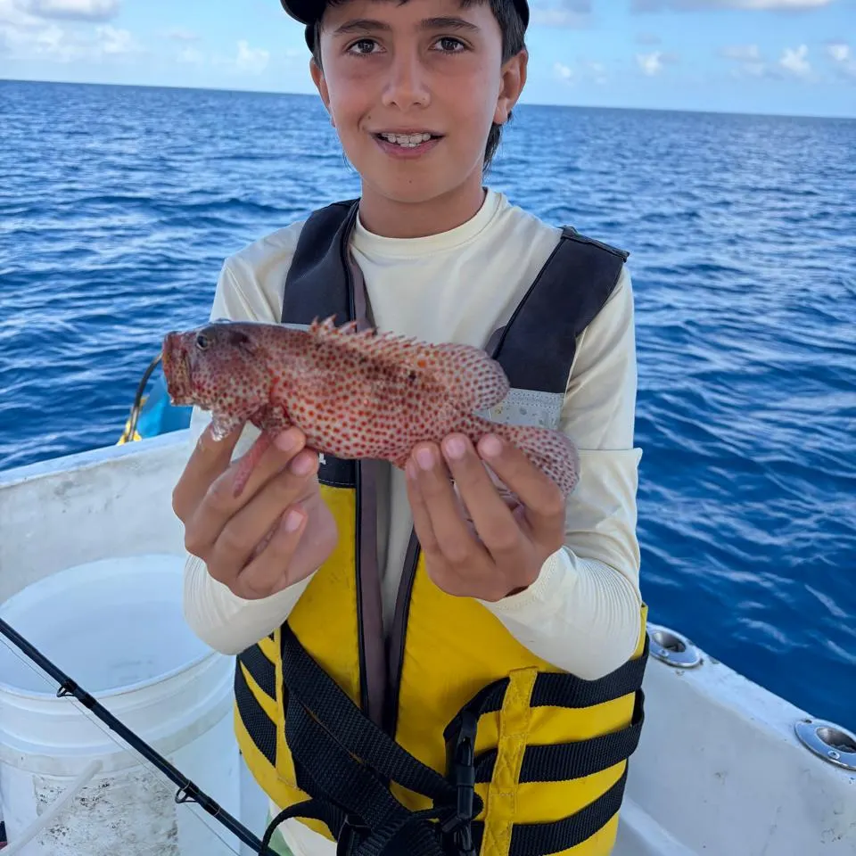 The most recent Coral hind catches on Fishbrain
