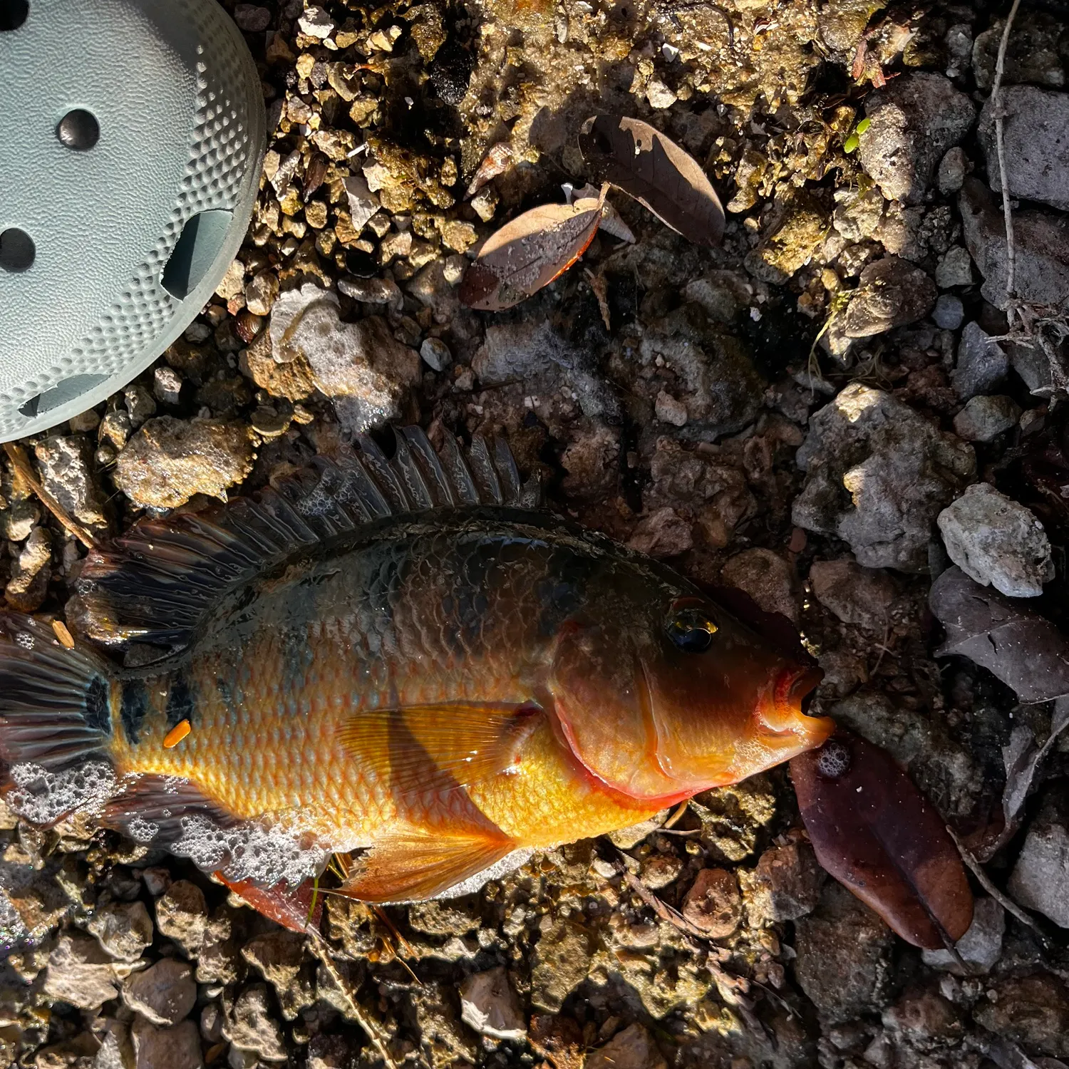 The most recent Mayan cichlid catches on Fishbrain