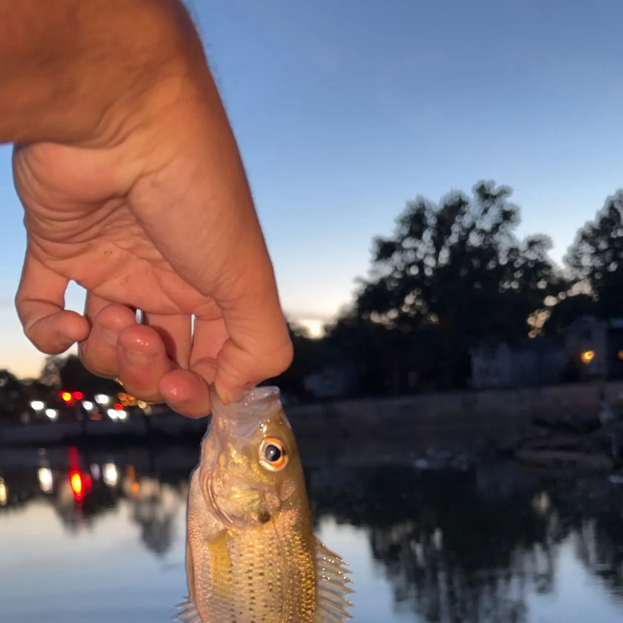 Rock bass caught on Fishbrain