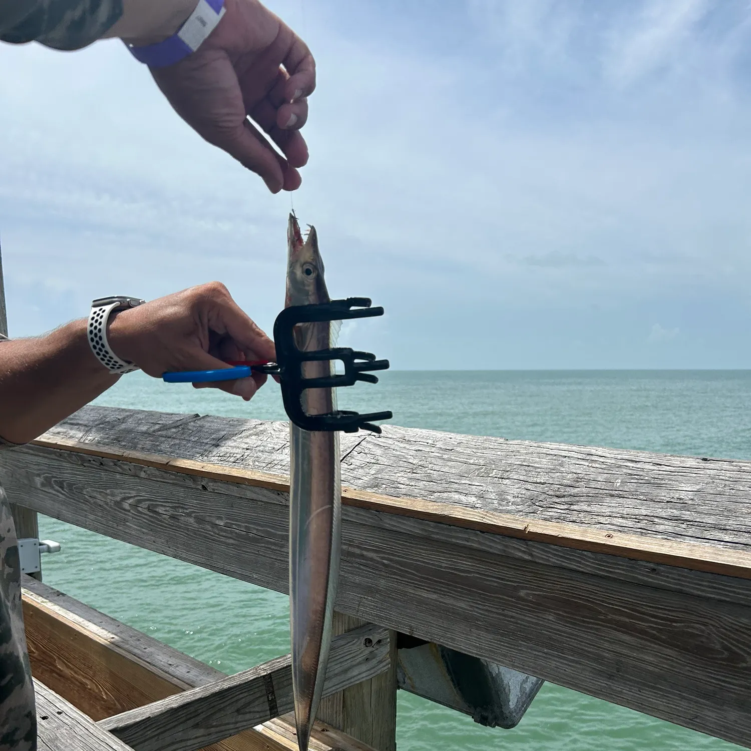 The most recent Silver scabbardfish catches on Fishbrain