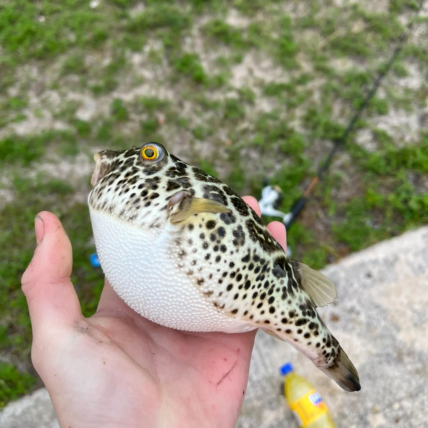 The most recent Checkered puffer catches on Fishbrain