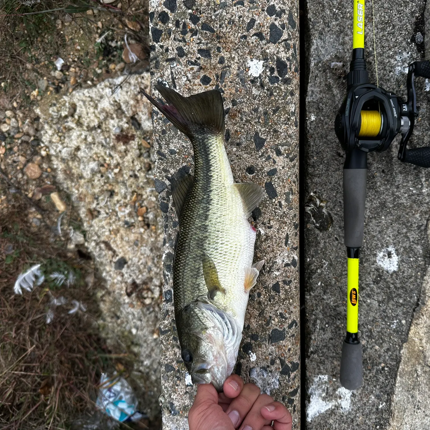 Largemouth bass caught on Fishbrain