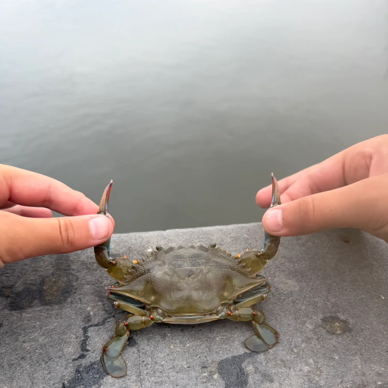 Blue crab caught on Fishbrain