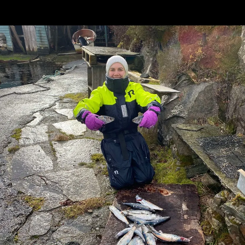 Atlantic herring caught on Fishbrain