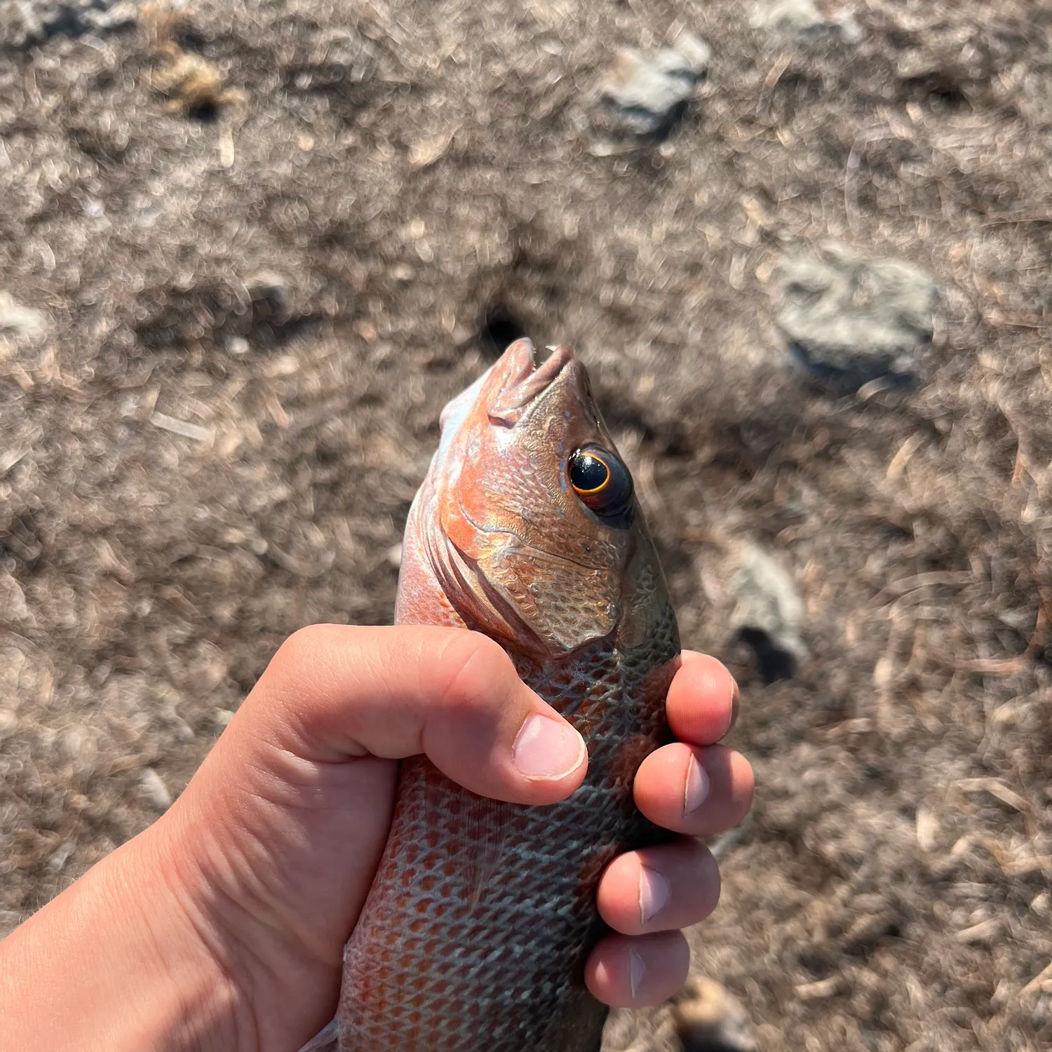 The most recent Mangrove snapper catches on Fishbrain