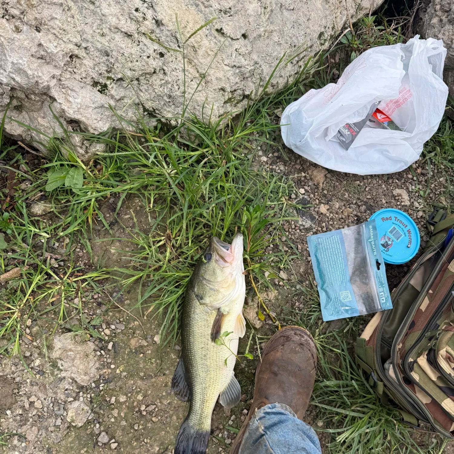 Largemouth bass caught on Fishbrain