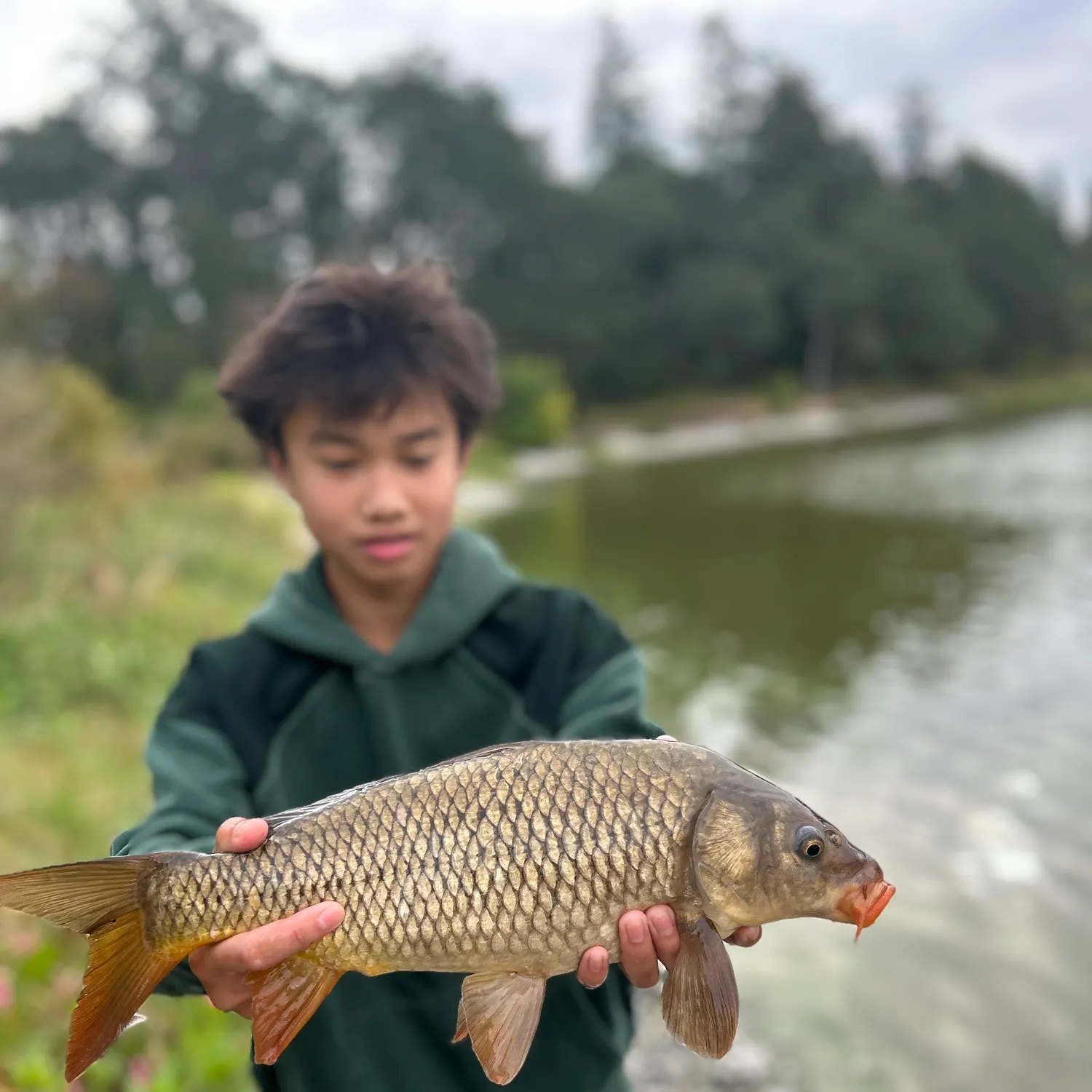 Common carp caught on Fishbrain