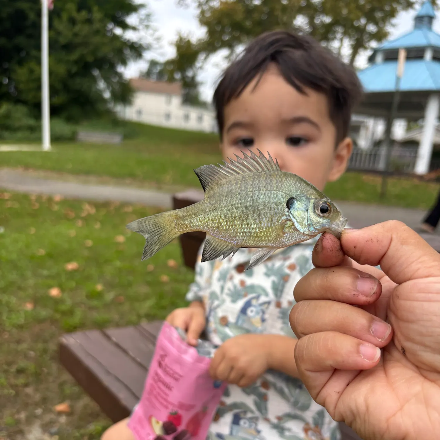 Bluegill caught on Fishbrain