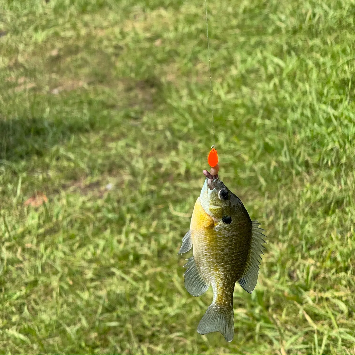 Bluegill caught on Fishbrain