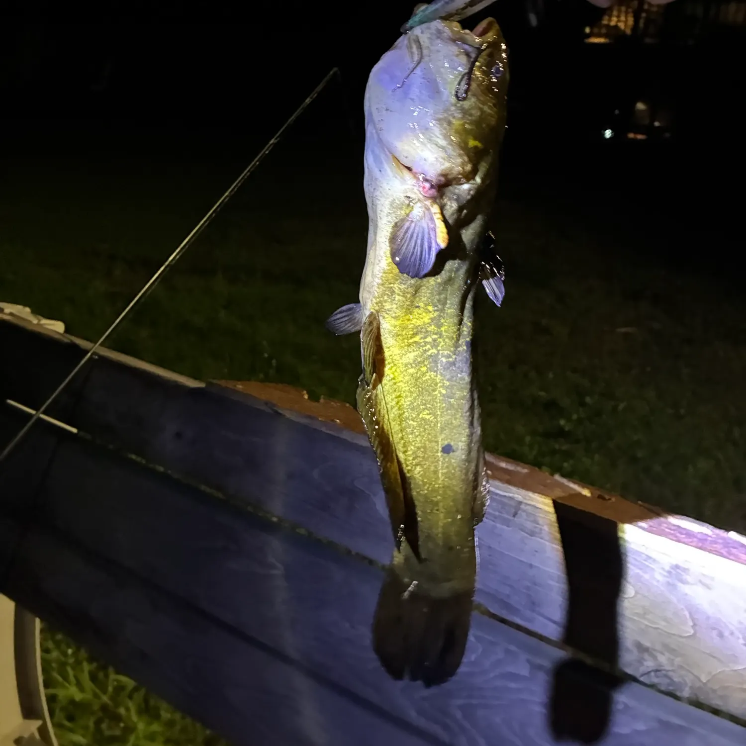 Black bullhead caught on Fishbrain