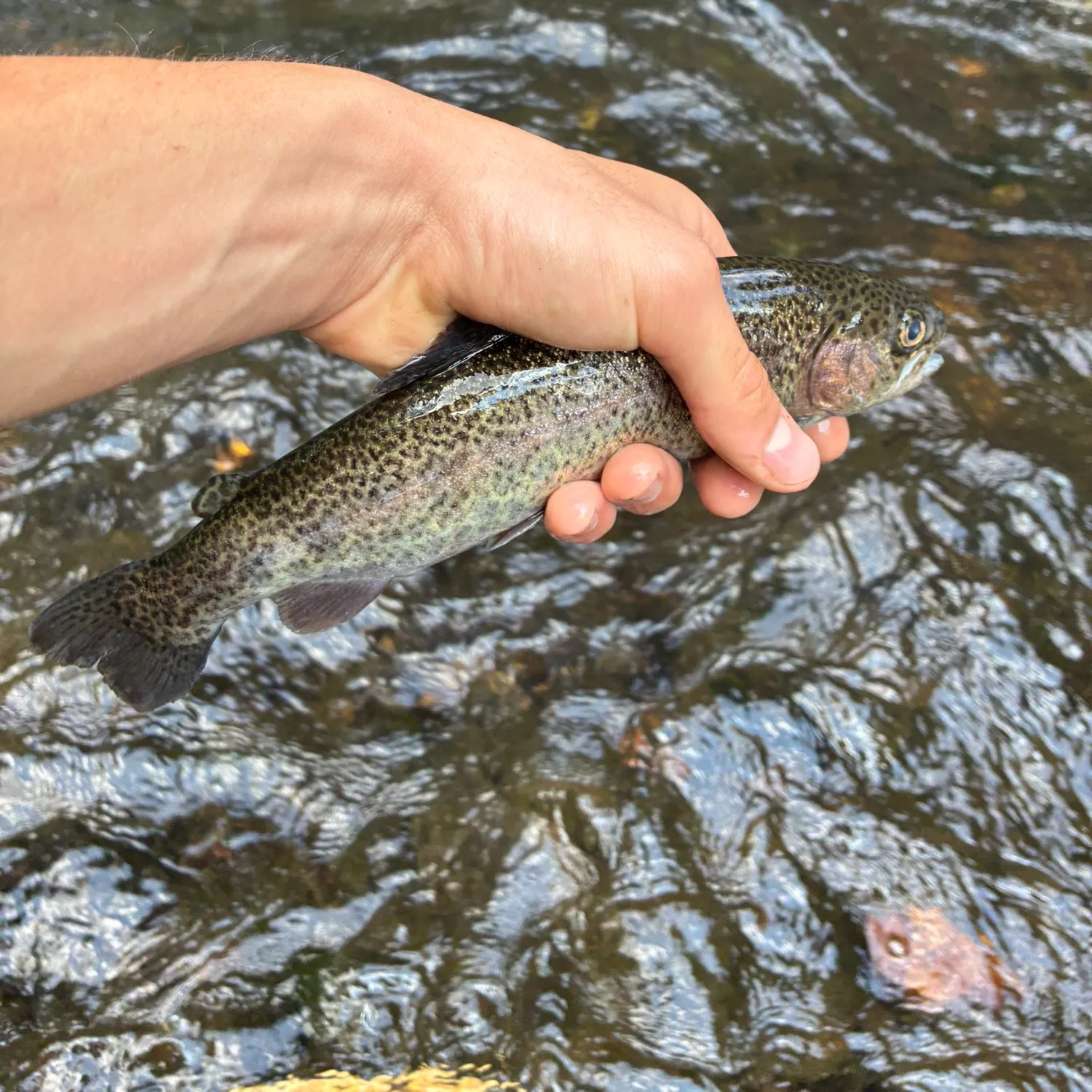 Rainbow trout caught on Fishbrain