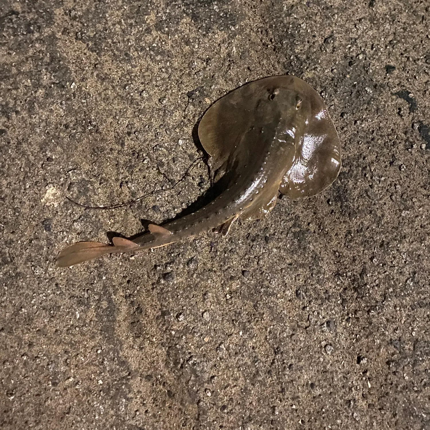 Thornback ray caught on Fishbrain