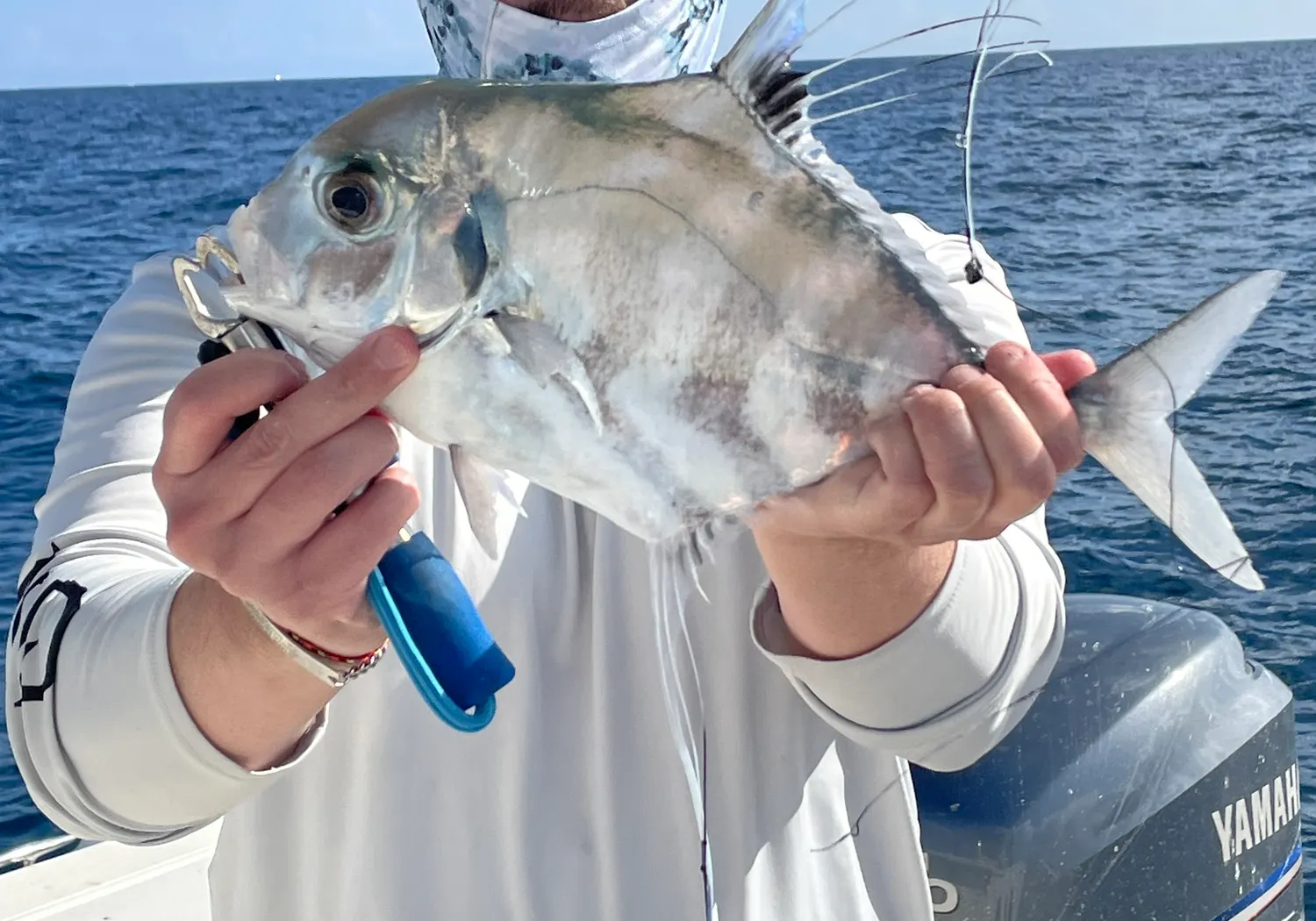 African pompano