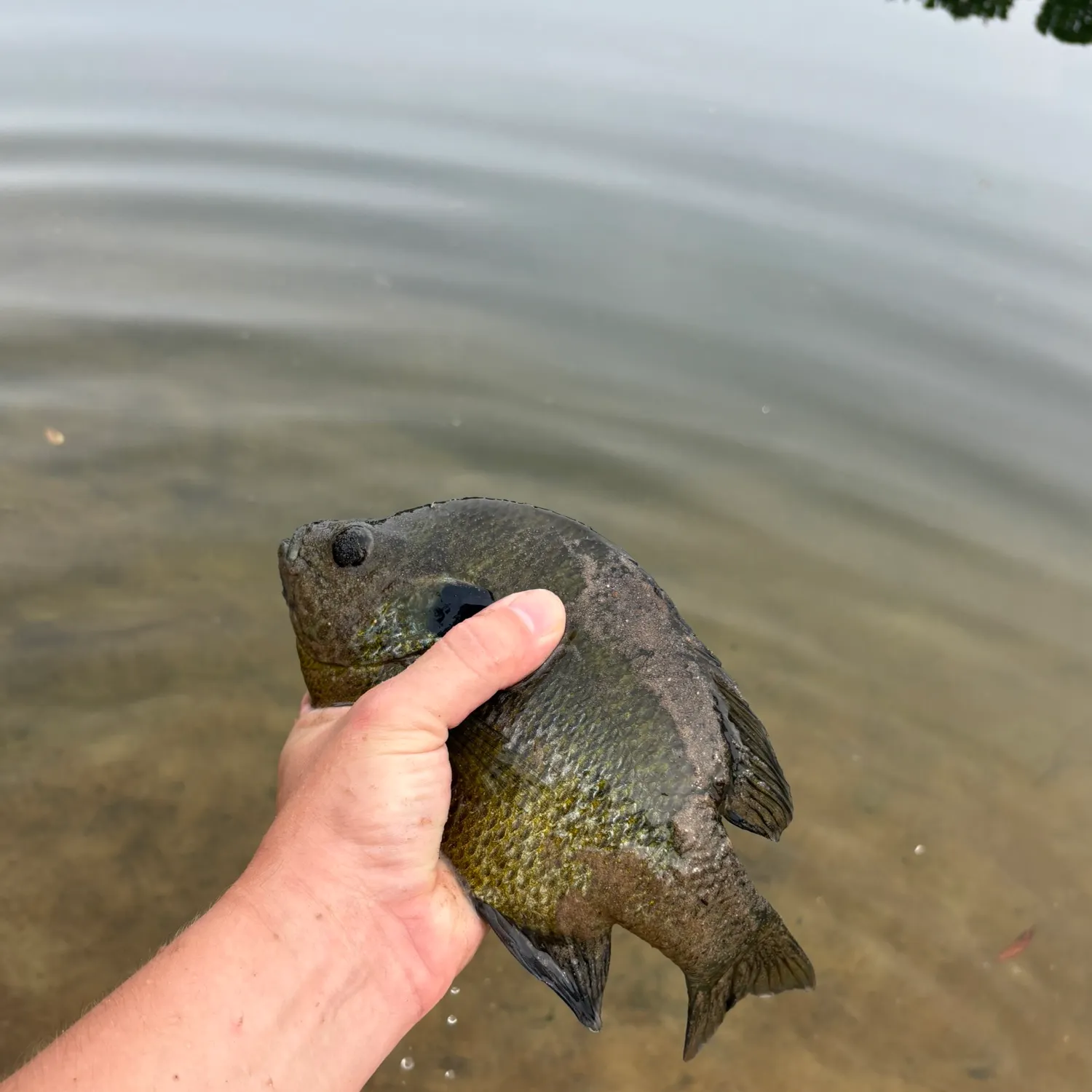 Bluegill caught on Fishbrain
