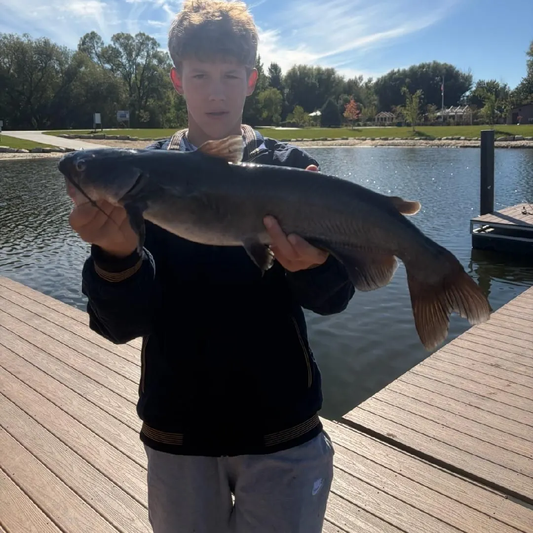 Channel catfish caught on Fishbrain
