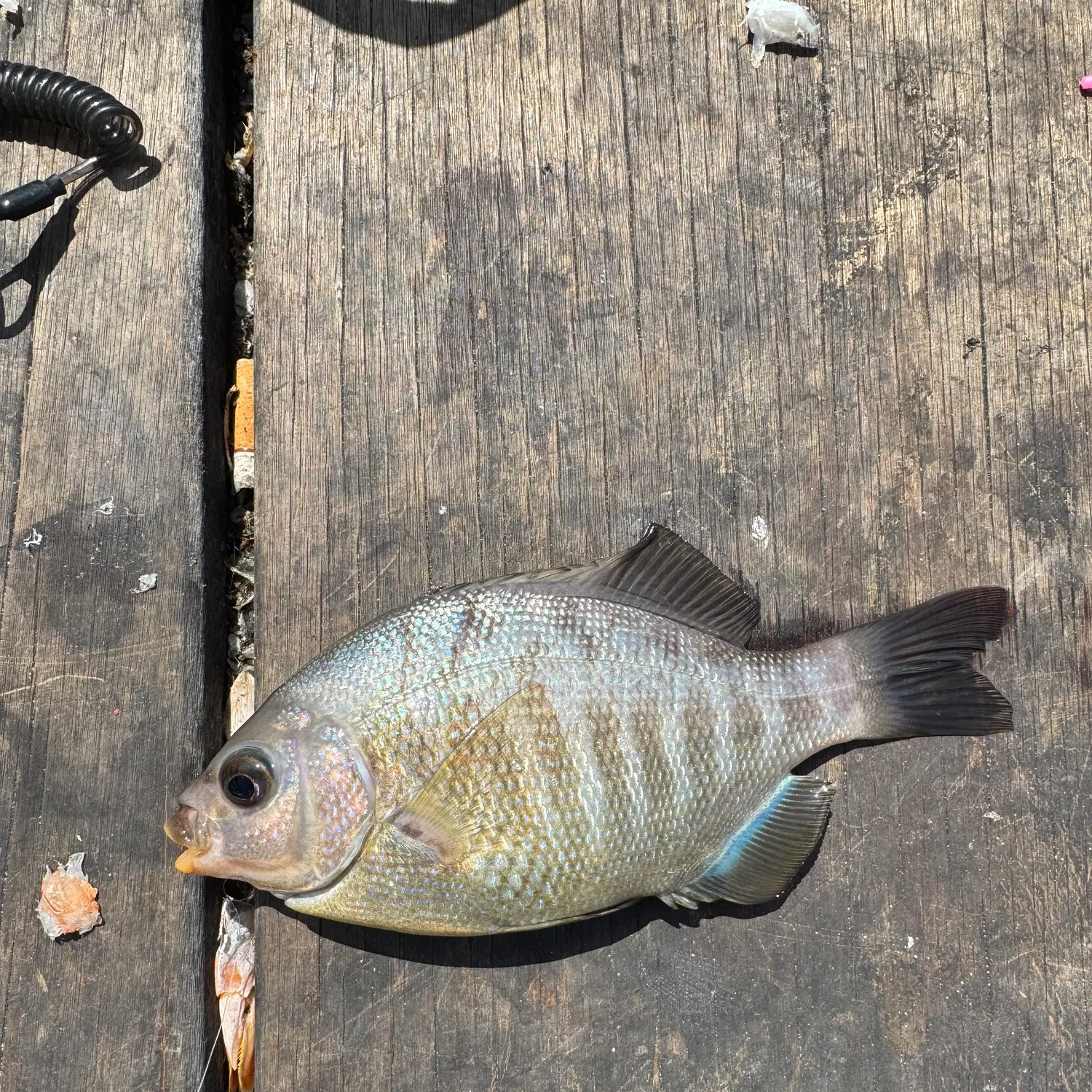 The most recent Barred surfperch catches on Fishbrain