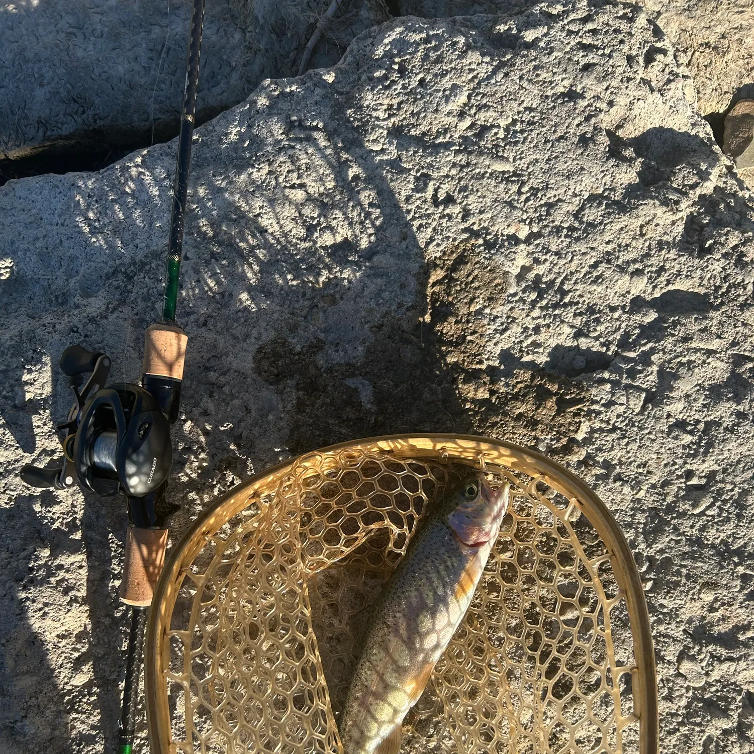 Rainbow trout caught on Fishbrain
