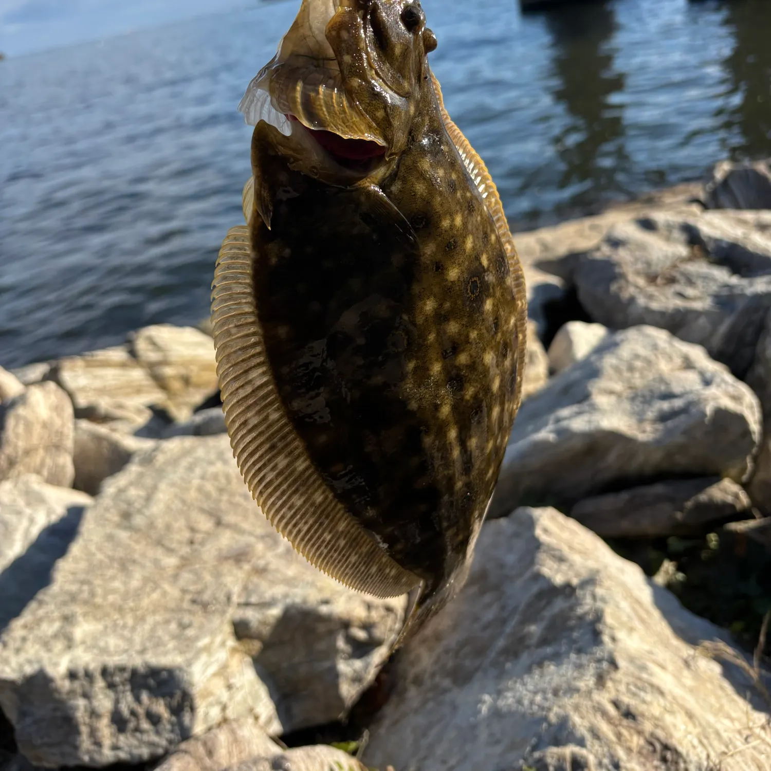 Summer flounder caught on Fishbrain