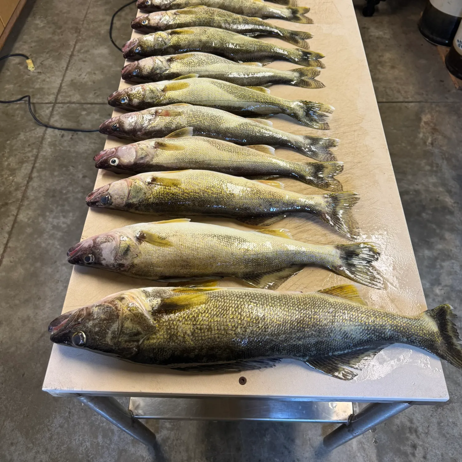 recently logged catches