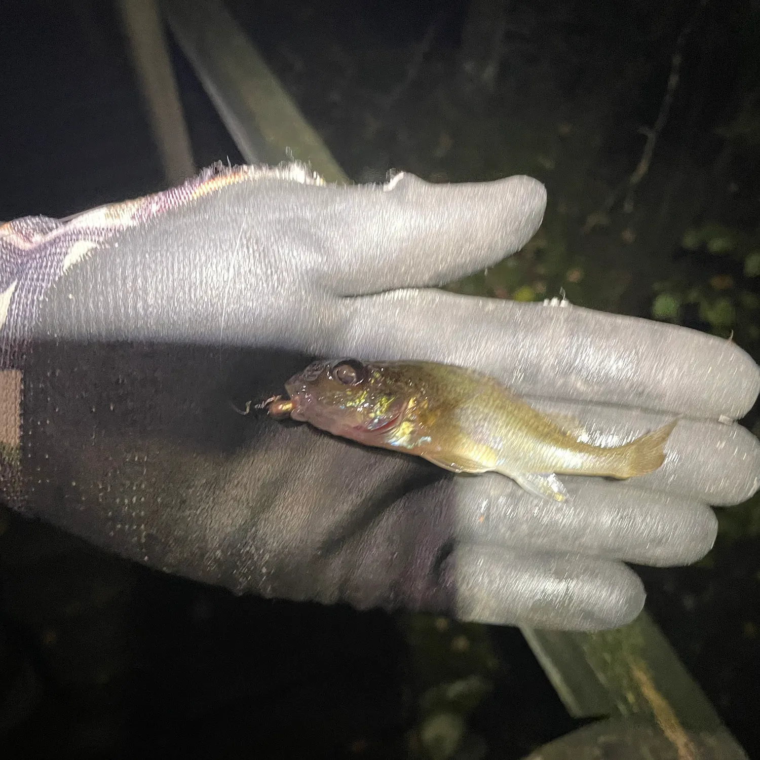 The most recent Eurasian ruffe catches on Fishbrain