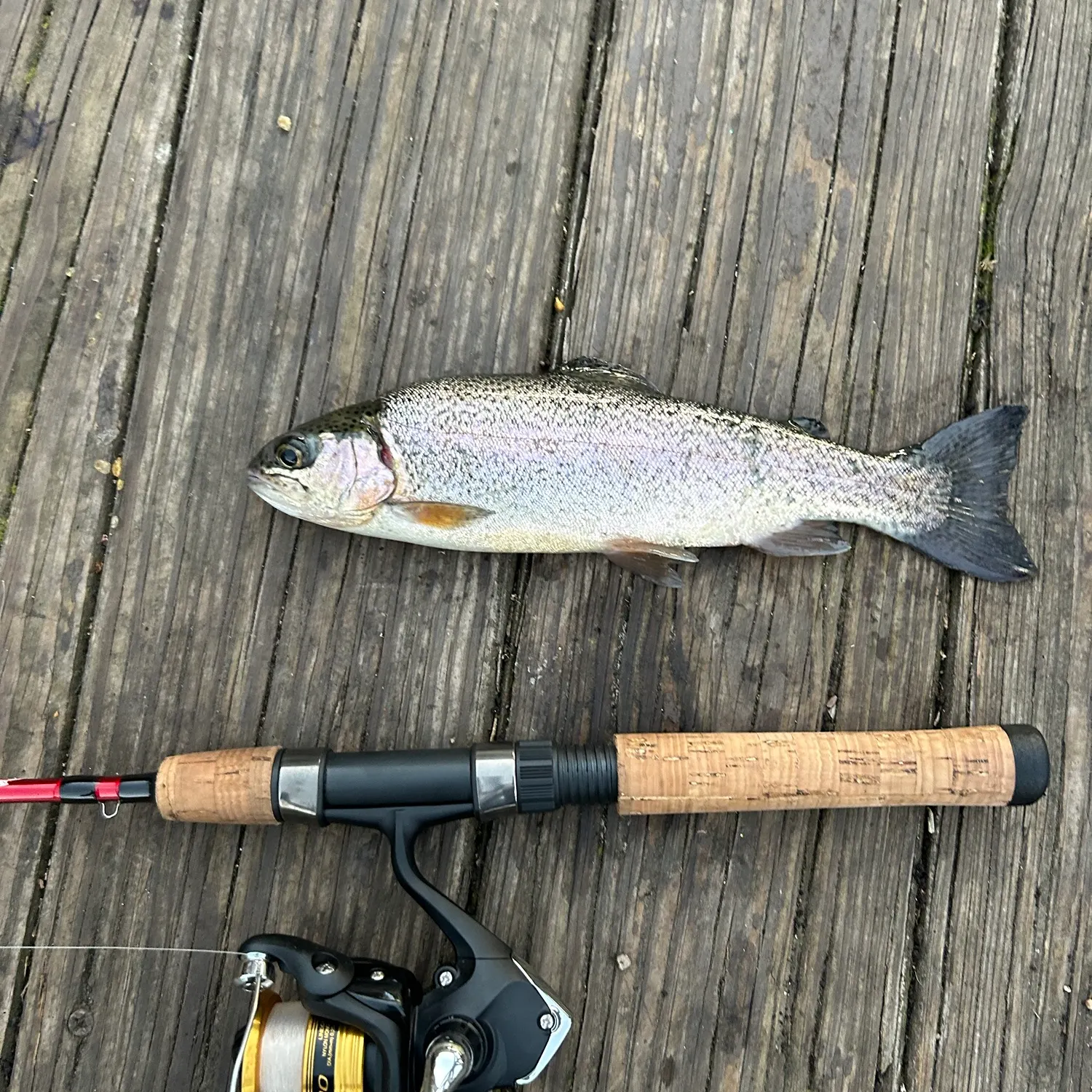 Rainbow trout caught on Fishbrain